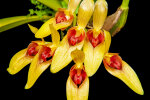 <i>Bulbophyllum graveolens</i> (F.M.Bailey) J.J.Sm. (Orchidaceae); eine seltene Art aus Neuguinea, die ihrem Namen (graveolens = stark riechend, stinkend) alle Ehre macht: die von Fliegen bestäubten Blüten riechen nach Urin und Schweiß - Foto: Wolfgang Stuppy, ©RUB]