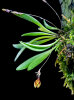 <i>Specklinia glandulosa</i> (Ames) Pridgeon & M.W.Chase (Orchidaceae); Heimat: Costa Rica bis Panama - Foto: Wolfgang Stuppy; ©RUB