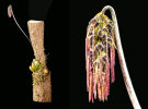 <i>Bulbophyllum lemniscatoides</i> Rolfe (Orchidaceae); Heimat: Indochina bis West-Malesia - Foto: Wolfgang Stuppy; ©RUB