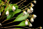 <i>Pabstiella elegantula</i> (Cogn.) Luer (Orchidaceae); Heimat: Brasilien (Rio de Janeiro, São Paulo) - Foto: Wolfgang Stuppy; ©RUB