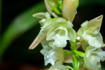 <i>Pholidota ventricosa</i> (Blume) Rchb.f. (Orchidaceae); Heimat: Vietnam, Malesia bis Neuguinea - Foto: Wolfgang Stuppy; ©RUB