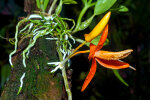 <i>Dendrobium unicum</i> Seidenf. (Orchidaceae); Heimat: Indochina (Laos, Thailand, Vietnam) - Foto: Wolfgang Stuppy; ©RUB