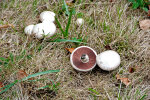 <i>Agaricus campestris</i> L. (Agaricaceae) - Wiesen-Champignon; Verbreitung: Europa, Nordafrika (inkl. Kanarische Inseln), Nordamerika, Asien, Australien - Foto: Wolfgang Stuppy; ©RUB