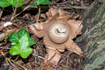 <i>Geastrum rufescens</i> Pers. (Geastraceae) - Rötender Erdstern, Rotbrauner Erdstern; Verbreitung: Europa, Nordamerika, Japan - Foto: Wolfgang Stuppy; ©RUB