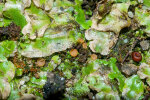 <i>Octosporopsis nicolai</i> (Maire) U. Lindem., M. Vega & T. Richt. (Pyronemataceae) - Gelbes Moosbecherchen (lebt in Symbiose mit verschiedenen Lebermoosen); Verbreitung: ? - Foto: Wolfgang Stuppy; ©RUB