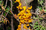 <i>Gymnosporangium fuscum</i> DC. (syn. <i>Gymnosporangium sabinae</i> (Dicks.) G. Winter, Pucciniaceae) auf Wachholder (<i>Juniperus communis</i> L.) - Birnengitterrost; Verbreitung: Europa, Asien, Nordafrika (eingeschleppt in Nordamerika, Kolumbien und Kalifornien) - Foto: Wolfgang Stuppy; ©RUB