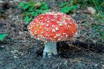 <i>Amanita muscaria</i> (L.) Lam. (Amanitaceae) - Fliegenpilz; Verbreitung: Europa, Nordamerika, Nord-Asien - Foto: Wolfgang Stuppy; ©RUB