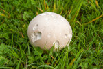 <i>Calvatia gigantea</i> (Batsch) Lloyd (Agaricaceae) - Riesenbovist; Verbreitung: Mittelmeergebiet bis Süd-Skandinavien - Foto: Wolfgang Stuppy; ©RUB