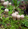 <i>Lycoperdon perlatum</i> Pers. (Agaricaceae) -  Flaschen-Stäubling, Flaschenbovist; Verbreitung: weltweit - Foto: Wolfgang Stuppy; ©RUB