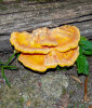 <i>Laetiporus sulphureus</i> -  (Bull.) Murrill (Fomitopsidaceae) - Gemeiner Schwefelporling; Verbreitung: weltweit - Foto: Wolfgang Stuppy; ©RUB