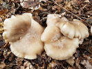 <i>Clitocybe nebularis</i> (Batsch) P. Kumm. (Tricholomataceae) - Nebelgrauer Trichterling, Nebelkappe; Verbreitung: Nordhalbkugel - Foto: Wolfgang Stuppy; ©RUB