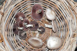 <i>Agaricus campestris</i> L. (Agaricaceae) - Wiesen-Champignon; Verbreitung: Europa, Nordafrika (inkl. Kanarische Inseln), Nordamerika, Asien, Australien - Foto: Wolfgang Stuppy; ©RUB