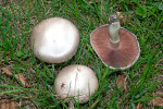 <i>Agaricus campestris</i> L. (Agaricaceae) - Wiesen-Champignon; Verbreitung: Europa, Nordafrika (inkl. Kanarische Inseln), Nordamerika, Asien, Australien - Foto: Wolfgang Stuppy; ©RUB