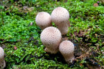 <i>Lycoperdon perlatum</i> Pers. (Agaricaceae) -  Flaschen-Stäubling, Flaschenbovist; Verbreitung: weltweit - Foto: Wolfgang Stuppy; ©RUB