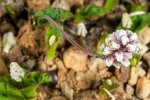 <i>Drimiopsis burkei</i> Baker (Asparagaceae); Heimat: Simbabwe bis KwaZulu-Natal - Foto: Wolfgang Stuppy; ©RUB