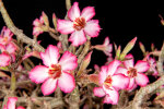 <i>Adenium obesum</i> (Forssk.) Roem. & Schult. (Apocynaceae) - Wüstenrose; Heimat: tropisches Afrika bis zur Arabischen Halbinsel & Tansania - Foto: Wolfgang Stuppy; ©RUB