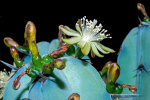 <i>Myrtillocactus geometrizans</i> (Mart. ex Pfeiff.) Console (Cactaceae); Heimat: Mexiko - Foto: Wolfgang Stuppy; ©RUB