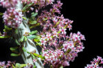 <i>Ceraria namaquensis</i> (Sond.) H.Pearson & Stephens (Didiereaceae); Heimat: Süd-Namibia bis nördliche Kap-Provinz - Foto: Wolfgang Stuppy; ©RUB