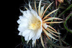 <i>Selenicereus grandiflorus</i> (L.) Britton & Rose (Cactaceae) - Königin der Nacht; Heimat: Mexiko bis Guatemala und nördliche Karibik - Foto: Wolfgang Stuppy; ©RUB 