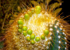 <i>Coleocephalocereus aureus</i> F.Ritter (Cactaceae); Heimat: Brasilien (Minas Gerais) - Foto: Wolfgang Stuppy; ©RUB