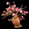 <i>Adenium obesum</i> (Forssk.) Roem. & Schult. (Apocynaceae) - Wüstenrose; Heimat: tropisches Afrika bis zur Arabischen Halbinsel & Tansania - Foto: Wolfgang Stuppy; ©RUB