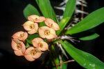 <i>Euphorbia gottlebei</i> Rauh (Euphorbiaceae); Heimat: Südwest-Madagaskar - Foto: Wolfgang Stuppy; ©RUB