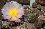 <i>Tephrocactus bonnieae</i> (D.J.Ferguson & R.Kiesling) Stuppy (Cactaceae); Heimat: Argentinien (Catamarca) - Foto: Wolfgang Stuppy; ©RUB
