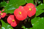 <i>Euphorbia geroldii</i> Rauh (Euphorbiaceae); Heimat: Nordost-Madagaskar - Foto: Wolfgang Stuppy; ©RUB