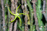 <i>Cynanchum marnierianum</i> Rauh (Apocynaceae); Heimat: Madagaskar - Foto: Wolfgang Stuppy; ©RUB
