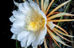 <i>Selenicereus grandiflorus</i> (L.) Britton & Rose (Cactaceae) - Königin der Nacht; Heimat: Mexiko bis Guatemala und nördliche Karibik - Foto: Wolfgang Stuppy; ©RUB 