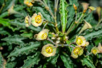 <i>Euphorbia cap-saintemariensis</i> Rauh (Euphorbiaceae); Heimat: Süd-Madagaskar - Foto: Wolfgang Stuppy; ©RUB