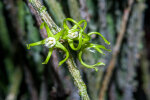 <i>Cynanchum marnierianum</i> Rauh (Apocynaceae); Heimat: Madagaskar - Foto: Wolfgang Stuppy; ©RUB