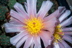 <i>Tephrocactus bonnieae</i> (D.J.Ferguson & R.Kiesling) Stuppy (Cactaceae); Heimat: Argentinien (Catamarca) - Foto: Wolfgang Stuppy; ©RUB
