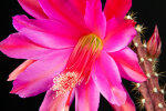 <i>Disocactus speciosus</i> (Cav.) Barthlott (Cactaceae); Heimat: Mexiko bis Guatemala - Foto: Wolfgang Stuppy; ©RUB