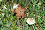 <i>Edithcolea grandis</i> N.E.Br. (Apocynaceae); Heimat: Äthiopien bis Tansania, Sokotra, Jemen - Foto: Wolfgang Stuppy; ©RUB