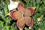 <i>Edithcolea grandis</i> N.E.Br. (Apocynaceae); Heimat: Äthiopien bis Tansania, Sokotra, Jemen - Foto: Wolfgang Stuppy; ©RUB