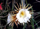 <i>Selenicereus grandiflorus</i> (L.) Britton & Rose (Cactaceae) - Königin der Nacht; Heimat: Mexiko bis Guatemala und nördliche Karibik - Foto: Wolfgang Stuppy; ©RUB 
