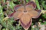 <i>Edithcolea grandis</i> N.E.Br. (Apocynaceae); Heimat: Äthiopien bis Tansania, Sokotra, Jemen - Foto: Wolfgang Stuppy; ©RUB