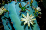 <i>Myrtillocactus geometrizans</i> (Mart. ex Pfeiff.) Console (Cactaceae); Heimat: Mexiko - Foto: Wolfgang Stuppy; ©RUB