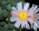 <i>Tephrocactus bonnieae</i> (D.J.Ferguson & R.Kiesling) Stuppy (Cactaceae); Heimat: Argentinien (Catamarca) - Foto: Wolfgang Stuppy; ©RUB