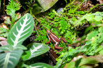 <i>Epipedobates anthonyi</i> (Noble)  (Dendrobatidae - Baumsteigerfrösche) - Dreistreifen-Baumsteiger; Verbreitung: Südwest-Ecuador und Nordwest-Peru - Foto: Wolfgang Stuppy; ©RUB