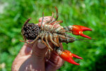 <i>Pacifastacus leniusculus</i> (Dana) (Astacidae - Flusskrebse) - Signalkrebs (Weibchen mit Eiern); Verbreitung: ursprünglich westliches Nordamerika (USA & Kanada), mittlerweile aber fast überall in Europa eingeführt - Foto: Wolfgang Stuppy; ©RUB