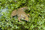 <i>Rana esculenta</i> L. (syn. <i>Pelophylax esculentus</i>L., Ranidae - Echte Frösche) - Teichfrosch, keine biologische Art, sondern eine Hybride aus dem Seefrosch (<i>Pelophylax ridibundus</i> (Pallas)) und dem Kleinen Wasserfrosch (<i>Pelophylax lessonae</i> (Camerano)); Verbreitung: Ost- und Mitteleuropa - Foto: Wolfgang Stuppy; ©RUB