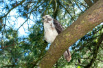 <i>Buteo buteo</i> (L.) (Accipitridae - Habichtartige) - Mäusebussard; Verbreitung: Mitteleuropa - Foto: Wolfgang Stuppy, ©RUB 