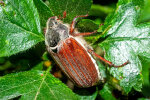 <i>Melolontha melolontha</i> Fabricius (Scarabaeidae - Blatthornkäfer) - Feld-Maikäfer; Verbreitung: Europa - Foto: Wolfgang Stuppy; ©RUB