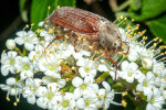 <i>Melolontha melolontha</i> Fabricius (Scarabaeidae - Blatthornkäfer) - Feld-Maikäfer; Verbreitung: Europa - Foto: Wolfgang Stuppy; ©RUB