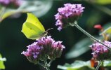 Zitronenfalter (<i>Gonepteryx rhamni</i>) auf patagonischem Eisenkraut, (<i>Verbena bonariensis</i>); Foto: G. Dyker