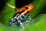 <i>Ranitomeya amazonica</i> (Schulte) "Arena Blanca" (Dendrobatidae - Baumsteigerfrösche) - Amazonas-Pfeilgiftfrosch; Verbreitung: Peru - Foto: Wolfgang Stuppy; ©RUB
