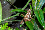 <i>Epipedobates anthonyi</i> (Noble)  (Dendrobatidae - Baumsteigerfrösche) - Dreistreifen-Baumsteiger; Verbreitung: Südwest-Ecuador und Nordwest-Peru - Foto: Wolfgang Stuppy; ©RUB