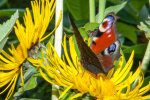 Tagpfauenauge (<i>Aglais io</i>) auf Echtem Alant (<i>Inula helenium</i>, Asteraceae); Foto: W. Stuppy